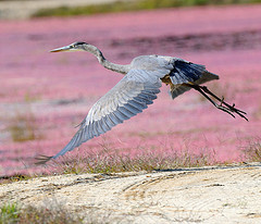Heron flying over cranberry marsh