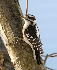Downy Woodpecker looking for food
