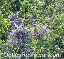 Heron Rookery on Maclellan Island