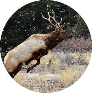 Jumping Bull Elk