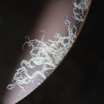 The effect of a Lens Fungus on lens