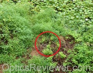 Northern water snake  in the distance