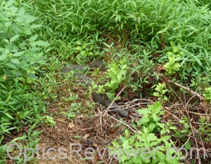 Northern water snake - closer