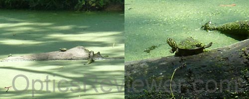 The baby turtle on the log