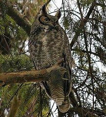 Great Horned Owl in an evergreen tree
