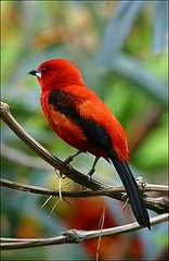 Bright Red Bird with black wing and tail