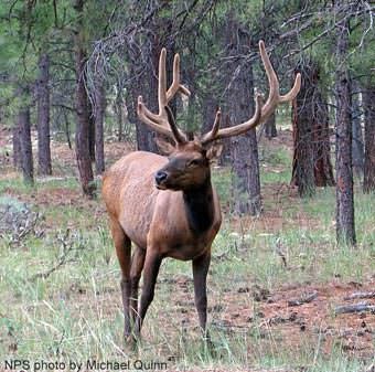 Bull Elk