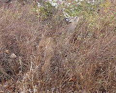 Camouflaged Deer in a thicket