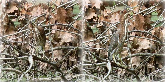 The Camouflaged Green Heron