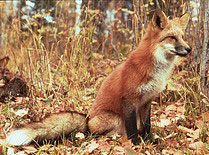 Red Fox in an autumn forest